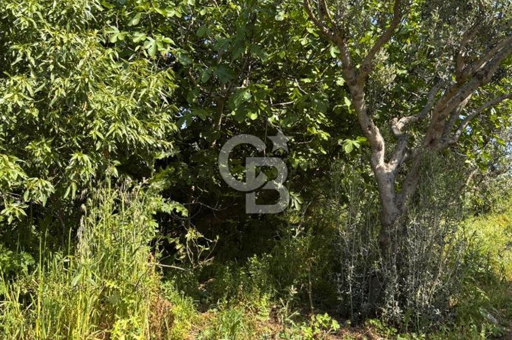 •	Bursa Karacabey Dağkadı’da Köy İçinde Yapı Kayıtlı Köşe Arsa, Hem Ev Hem Zeytinlik.