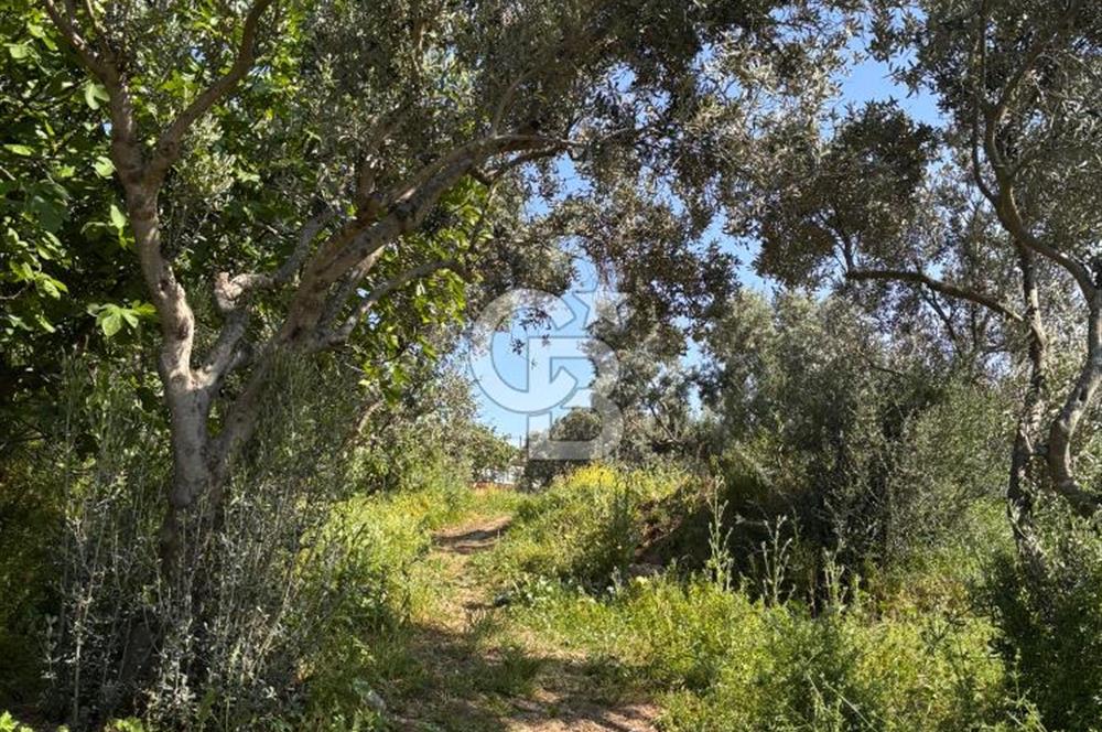 •	Bursa Karacabey Dağkadı’da Köy İçinde Yapı Kayıtlı Köşe Arsa, Hem Ev Hem Zeytinlik.