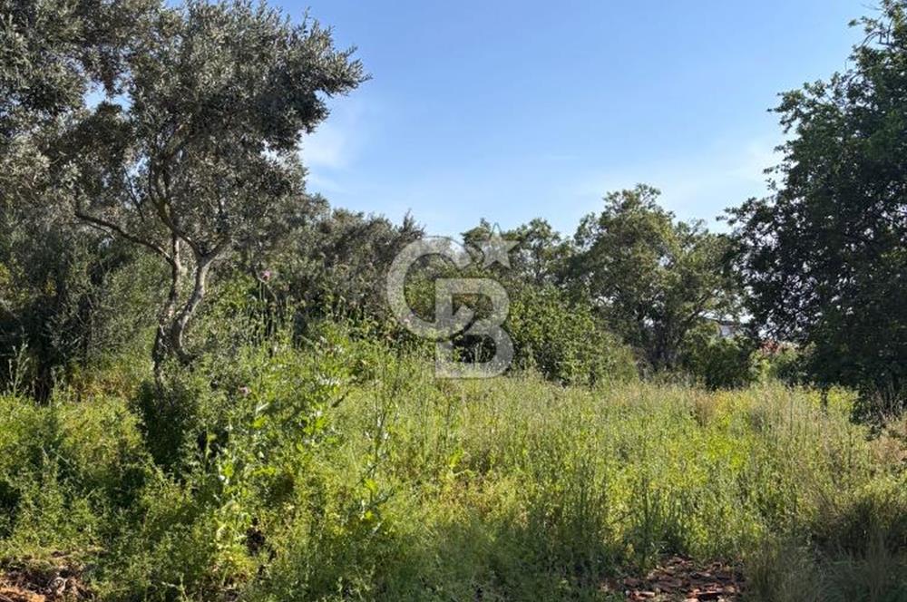 •	Bursa Karacabey Dağkadı’da Köy İçinde Yapı Kayıtlı Köşe Arsa, Hem Ev Hem Zeytinlik.