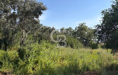 •	Bursa Karacabey Dağkadı’da Köy İçinde Yapı Kayıtlı Köşe Arsa, Hem Ev Hem Zeytinlik.
