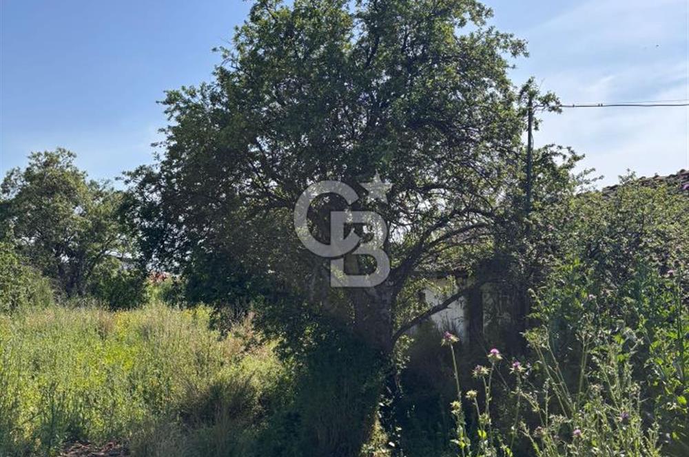 •	Bursa Karacabey Dağkadı’da Köy İçinde Yapı Kayıtlı Köşe Arsa, Hem Ev Hem Zeytinlik.
