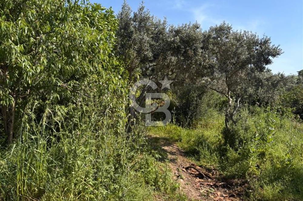 •	Bursa Karacabey Dağkadı’da Köy İçinde Yapı Kayıtlı Köşe Arsa, Hem Ev Hem Zeytinlik.