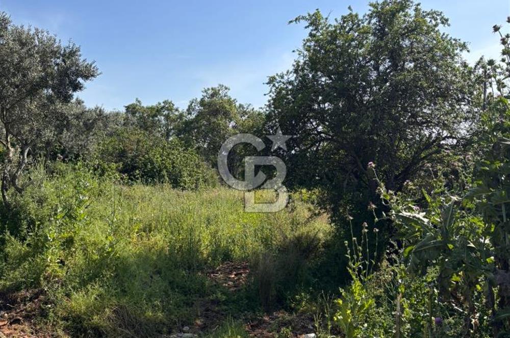 •	Bursa Karacabey Dağkadı’da Köy İçinde Yapı Kayıtlı Köşe Arsa, Hem Ev Hem Zeytinlik.