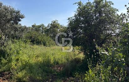 •	Bursa Karacabey Dağkadı’da Köy İçinde Yapı Kayıtlı Köşe Arsa, Hem Ev Hem Zeytinlik.