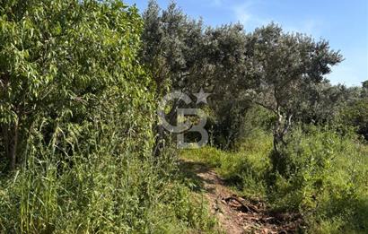 •	Bursa Karacabey Dağkadı’da Köy İçinde Yapı Kayıtlı Köşe Arsa, Hem Ev Hem Zeytinlik.