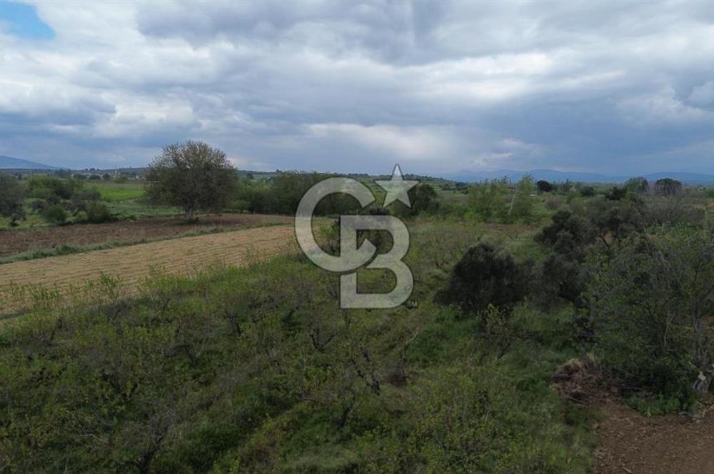 ÇANAKKALE BAYRAMİÇ AHMETÇELİ KÖYÜNDE SATILIK MEYVE BAHÇESİ