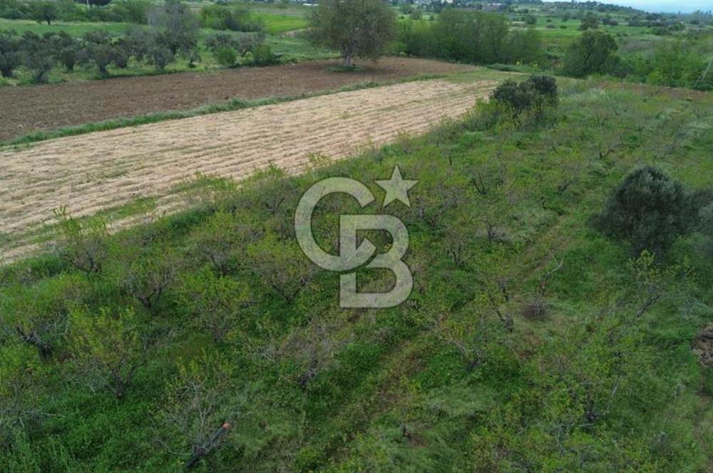 ÇANAKKALE BAYRAMİÇ AHMETÇELİ KÖYÜNDE SATILIK MEYVE BAHÇESİ