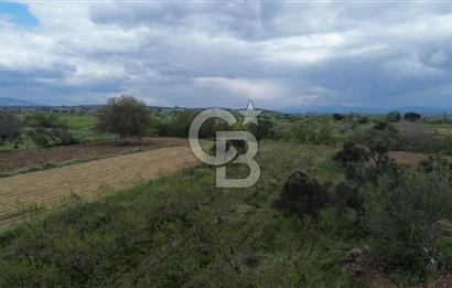 ÇANAKKALE BAYRAMİÇ AHMETÇELİ KÖYÜNDE SATILIK MEYVE BAHÇESİ