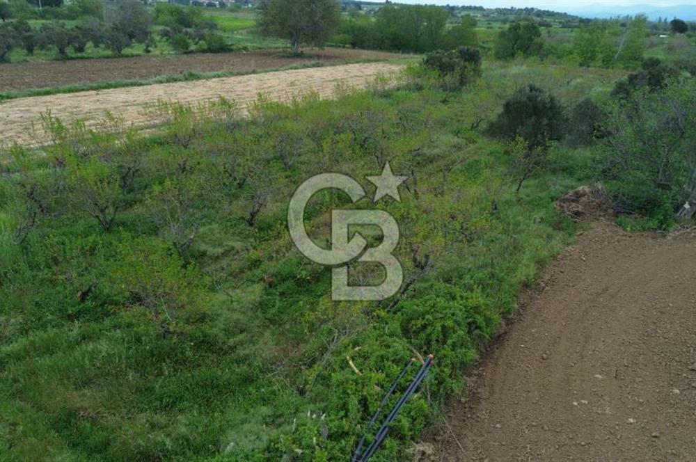 ÇANAKKALE BAYRAMİÇ AHMETÇELİ KÖYÜNDE SATILIK MEYVE BAHÇESİ