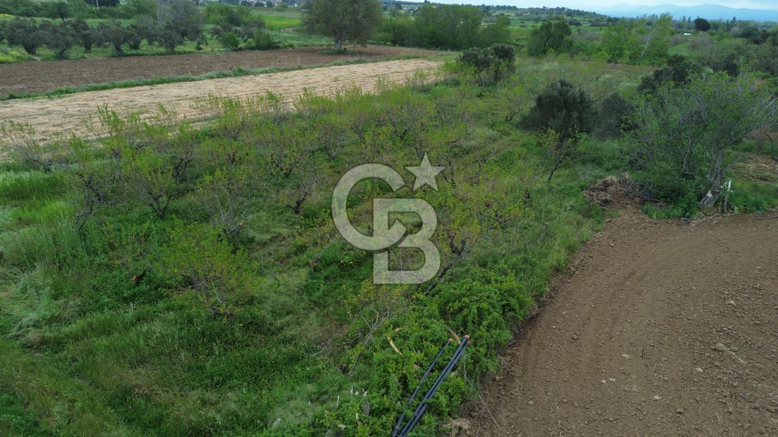 ÇANAKKALE BAYRAMİÇ AHMETÇELİ KÖYÜNDE SATILIK MEYVE BAHÇESİ