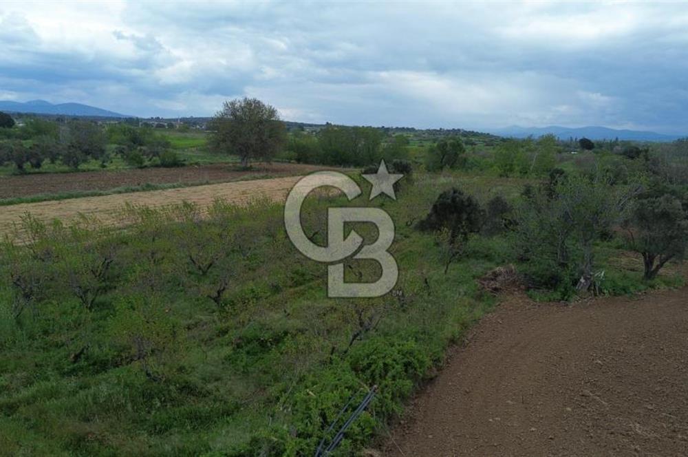 ÇANAKKALE BAYRAMİÇ AHMETÇELİ KÖYÜNDE SATILIK MEYVE BAHÇESİ
