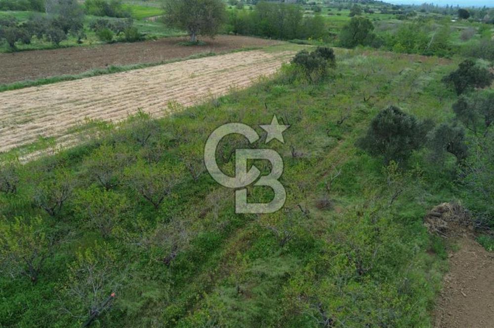 ÇANAKKALE BAYRAMİÇ AHMETÇELİ KÖYÜNDE SATILIK MEYVE BAHÇESİ