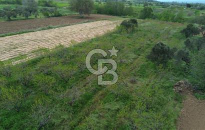 ÇANAKKALE BAYRAMİÇ AHMETÇELİ KÖYÜNDE SATILIK MEYVE BAHÇESİ