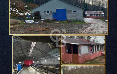 Gölcük İrşadiye'de Satılık 15.5M TL Büyükbaş Çiftliği