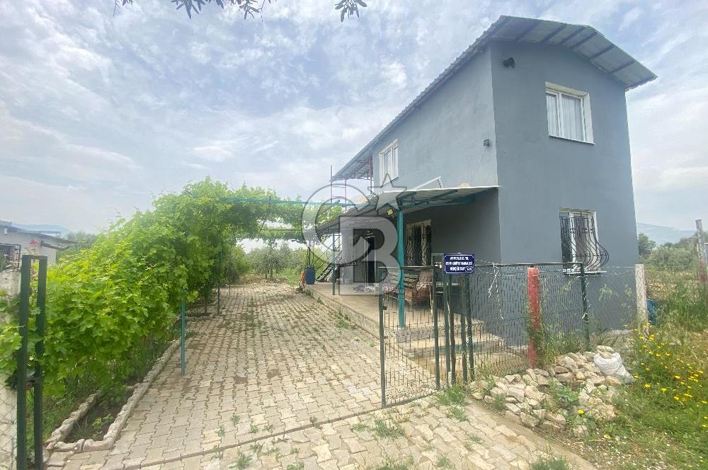 İZMİR KEMALPAŞA ARMUTLU 85.YIL CUMHURİYET MH SATILIK ZEYTİNLİK VE BAĞ EVİ CB-PH