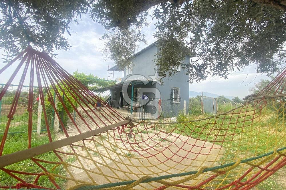 İZMİR KEMALPAŞA ARMUTLU 85.YIL CUMHURİYET MH SATILIK ZEYTİNLİK VE BAĞ EVİ CB-PH