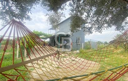 İZMİR KEMALPAŞA ARMUTLU 85.YIL CUMHURİYET MH SATILIK ZEYTİNLİK VE BAĞ EVİ CB-PH