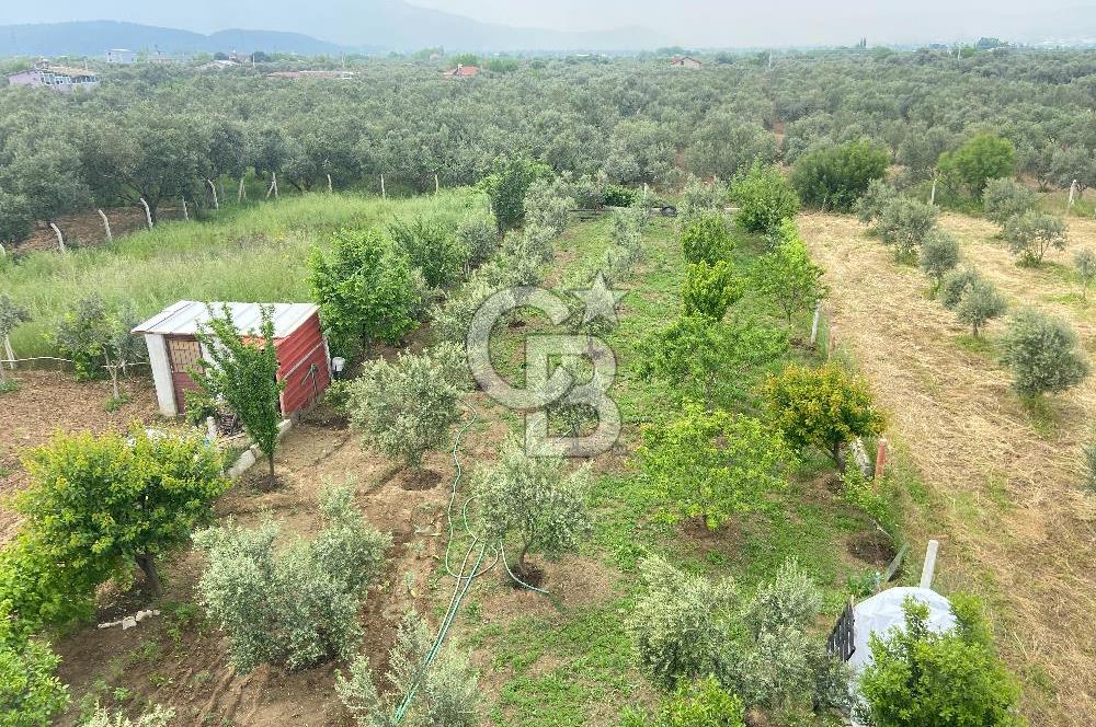 İZMİR KEMALPAŞA ARMUTLU 85.YIL CUMHURİYET MH SATILIK ZEYTİNLİK VE BAĞ EVİ CB-PH