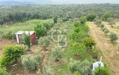 İZMİR KEMALPAŞA ARMUTLU 85.YIL CUMHURİYET MH SATILIK ZEYTİNLİK VE BAĞ EVİ CB-PH