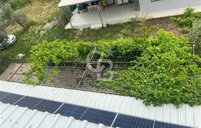 İZMİR KEMALPAŞA ARMUTLU 85.YIL CUMHURİYET MH SATILIK ZEYTİNLİK VE BAĞ EVİ CB-PH