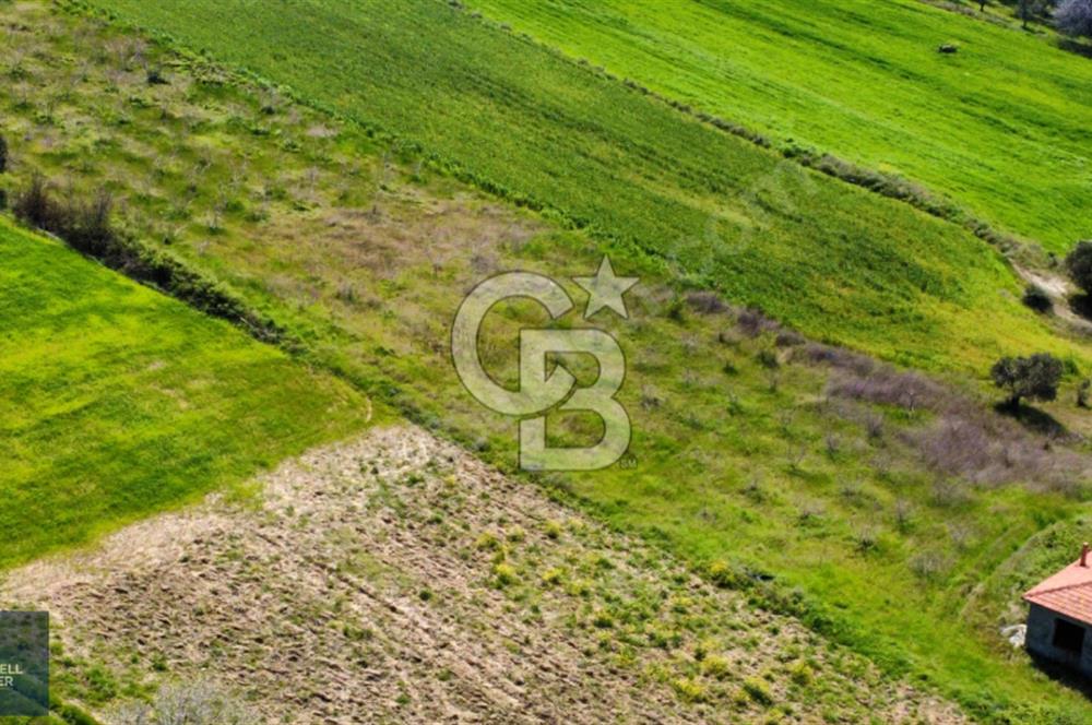 ÇANAKKALE LAPSEKİ BOĞAZ MANZARALI YOLA CEPHELİ SATILIK TARLA