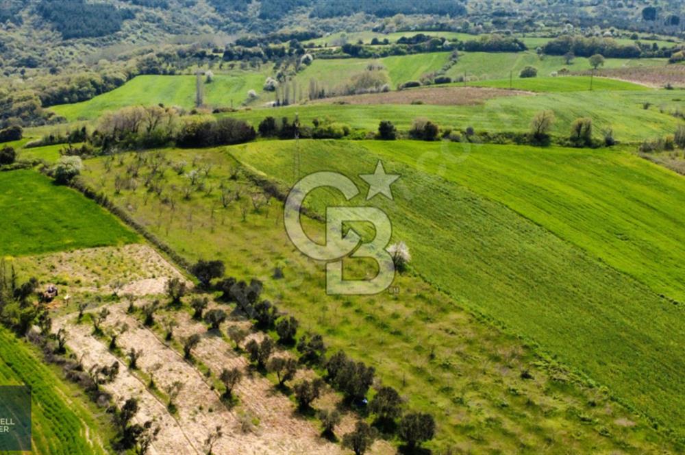 ÇANAKKALE LAPSEKİ BOĞAZ MANZARALI YOLA CEPHELİ SATILIK TARLA