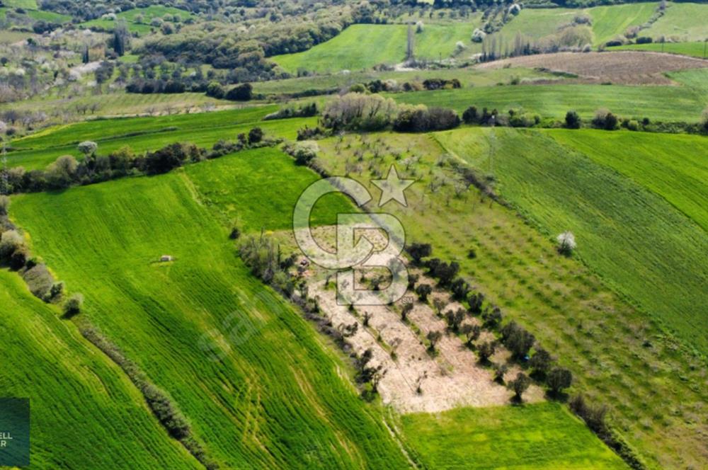 ÇANAKKALE LAPSEKİ BOĞAZ MANZARALI YOLA CEPHELİ SATILIK TARLA