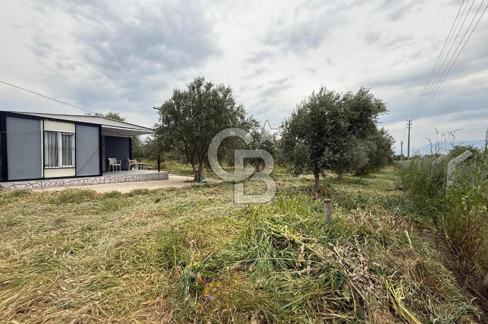 Saruhanlı Sarıçam'da yola sıfır 11000 M² Satılık Zeytinlik