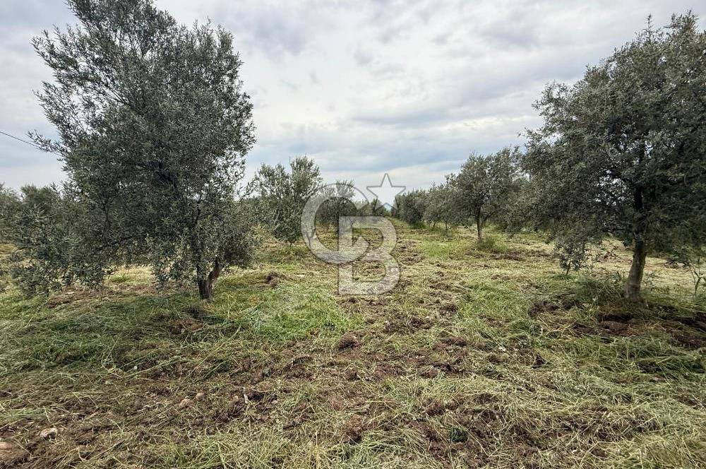 Saruhanlı Sarıçam'da yola sıfır 11000 M² Satılık Zeytinlik