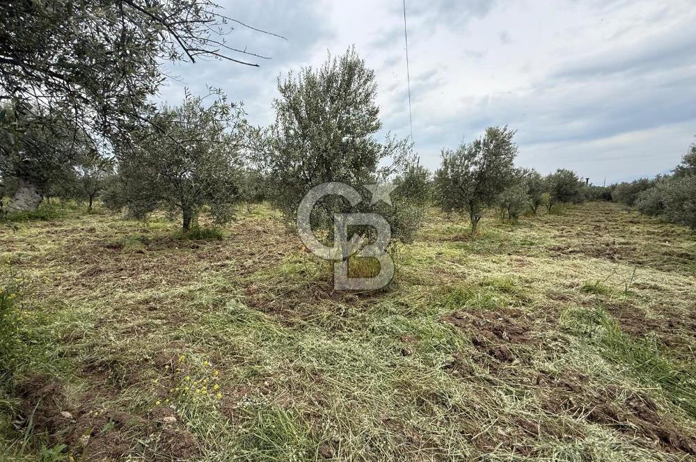 Saruhanlı Sarıçam'da yola sıfır 11000 M² Satılık Zeytinlik