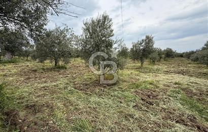 Saruhanlı Sarıçam'da yola sıfır 11000 M² Satılık Zeytinlik