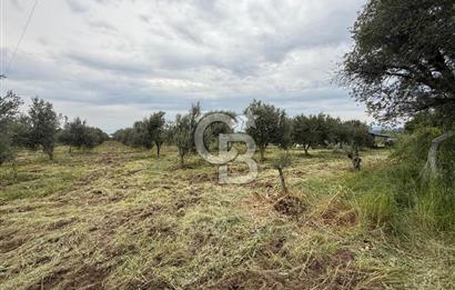 Saruhanlı Sarıçam'da yola sıfır 11000 M² Satılık Zeytinlik