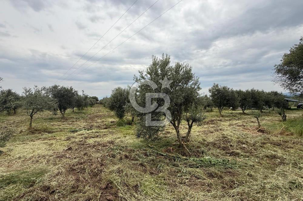 Saruhanlı Sarıçam'da yola sıfır 11000 M² Satılık Zeytinlik