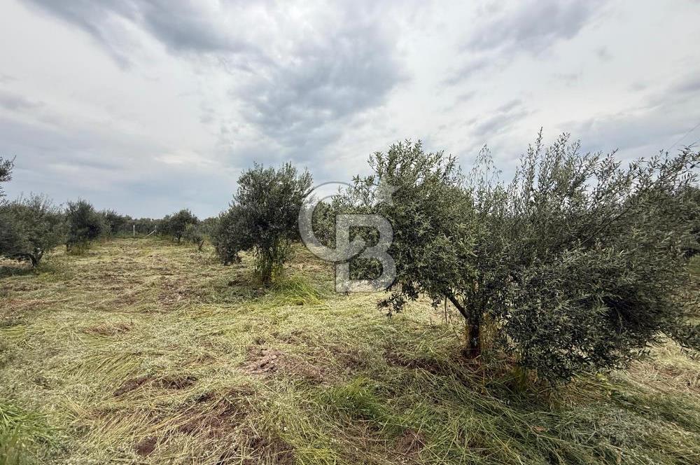 Saruhanlı Sarıçam'da yola sıfır 11000 M² Satılık Zeytinlik