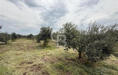 Saruhanlı Sarıçam'da yola sıfır 11000 M² Satılık Zeytinlik