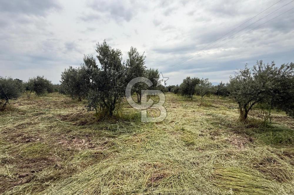 Saruhanlı Sarıçam'da yola sıfır 11000 M² Satılık Zeytinlik