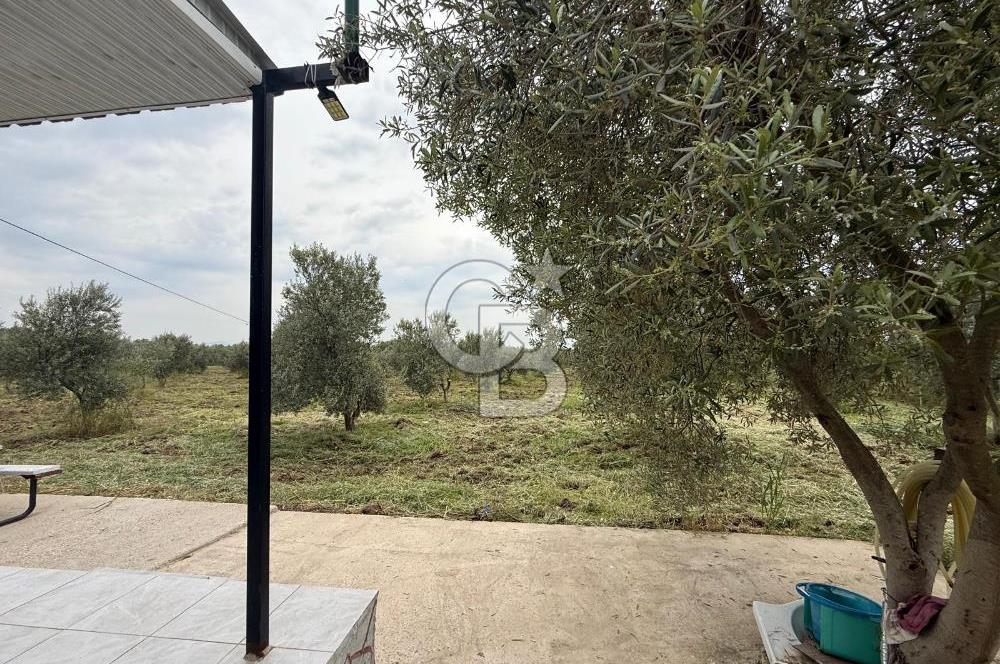 Saruhanlı Sarıçam'da yola sıfır 11000 M² Satılık Zeytinlik