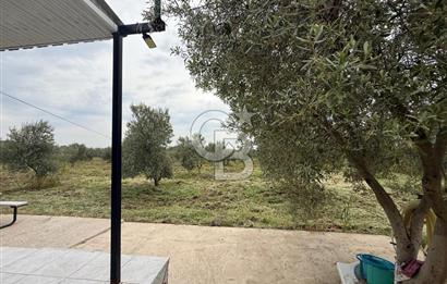 Saruhanlı Sarıçam'da yola sıfır 11000 M² Satılık Zeytinlik