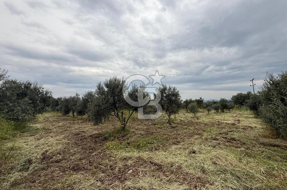 Saruhanlı Sarıçam'da yola sıfır 11000 M² Satılık Zeytinlik