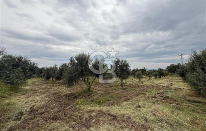 Saruhanlı Sarıçam'da yola sıfır 11000 M² Satılık Zeytinlik