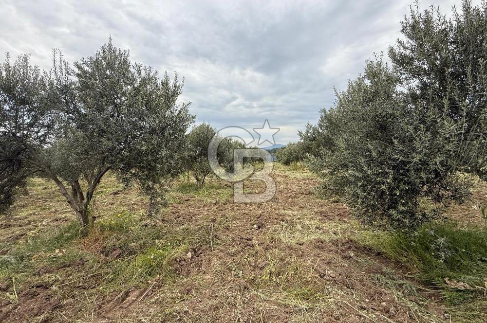Saruhanlı Sarıçam'da yola sıfır 11000 M² Satılık Zeytinlik