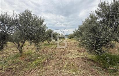 Saruhanlı Sarıçam'da yola sıfır 11000 M² Satılık Zeytinlik