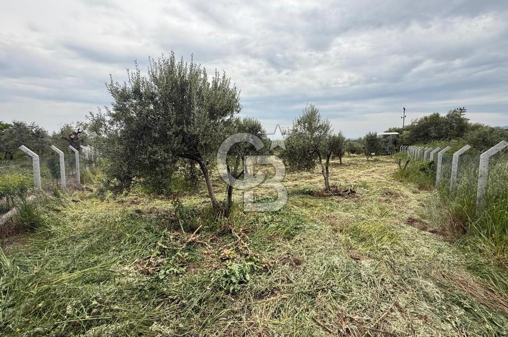 Saruhanlı Sarıçam'da yola sıfır 11000 M² Satılık Zeytinlik