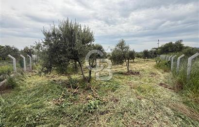 Saruhanlı Sarıçam'da yola sıfır 11000 M² Satılık Zeytinlik