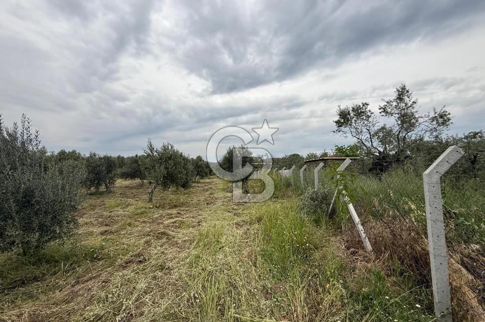 Saruhanlı Sarıçam'da yola sıfır 11000 M² Satılık Zeytinlik