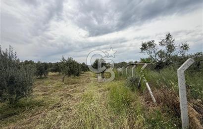 Saruhanlı Sarıçam'da yola sıfır 11000 M² Satılık Zeytinlik