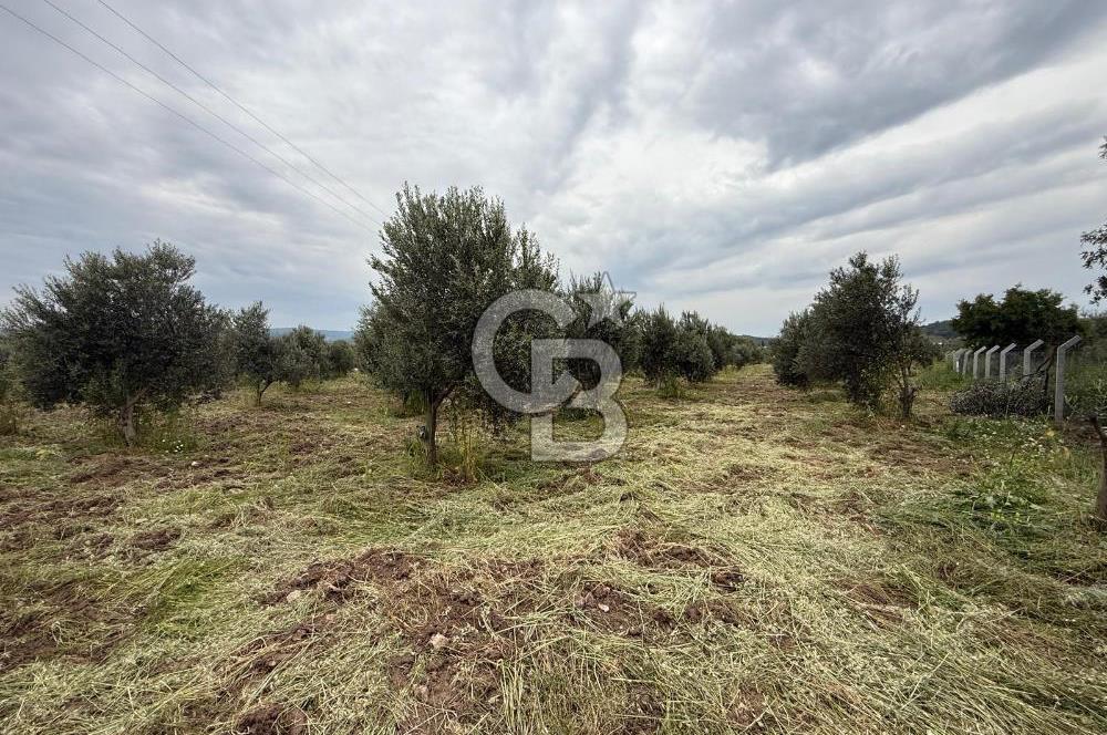 Saruhanlı Sarıçam'da yola sıfır 11000 M² Satılık Zeytinlik