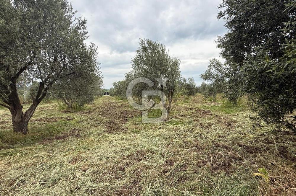 Saruhanlı Sarıçam'da yola sıfır 11000 M² Satılık Zeytinlik