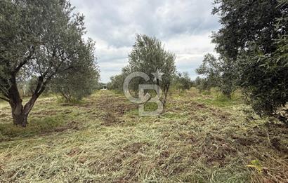 Saruhanlı Sarıçam'da yola sıfır 11000 M² Satılık Zeytinlik