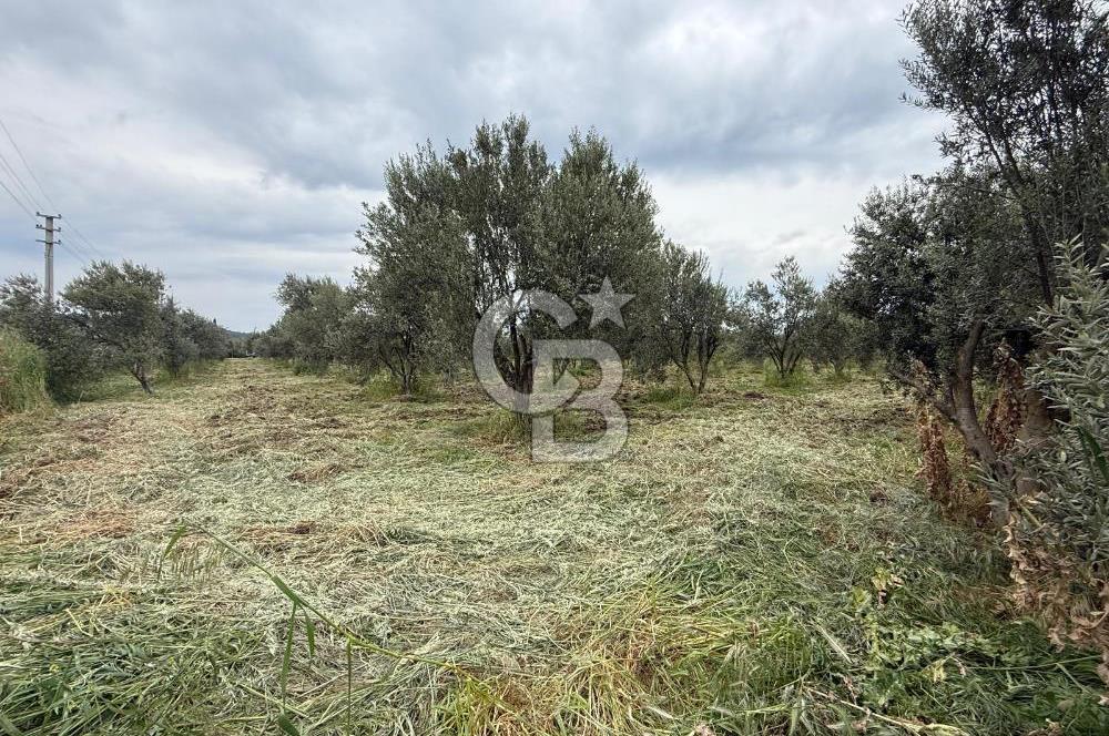 Saruhanlı Sarıçam'da yola sıfır 11000 M² Satılık Zeytinlik